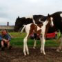 Kingston Ranch Kowary
