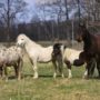 Kingston Ranch Kowary
