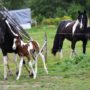 Kingston Ranch Kowary